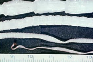 <p><span style="background-color: rgba(0, 0, 0, 0); line-height: 19.7625px;">What is the species in this photo?</span></p>