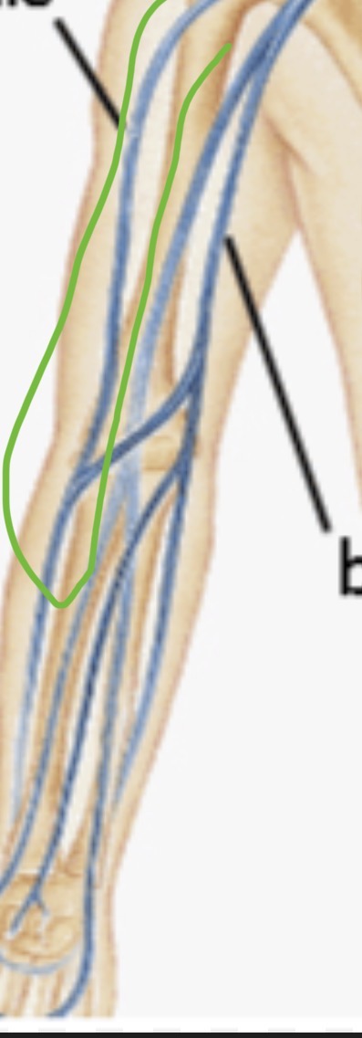 <p><span>a superficial vein that runs along the lateral (thumb) side of the upper limb. It drains deoxygenated blood from the hand and forearm and empties into the </span><a target="_blank" rel="noopener noreferrer nofollow" class="link" href="chatgpt://generic-entity?number=0" data-prevent-progress="true"><u><span>axillary vein</span></u></a><span> near the shoulder.</span></p>