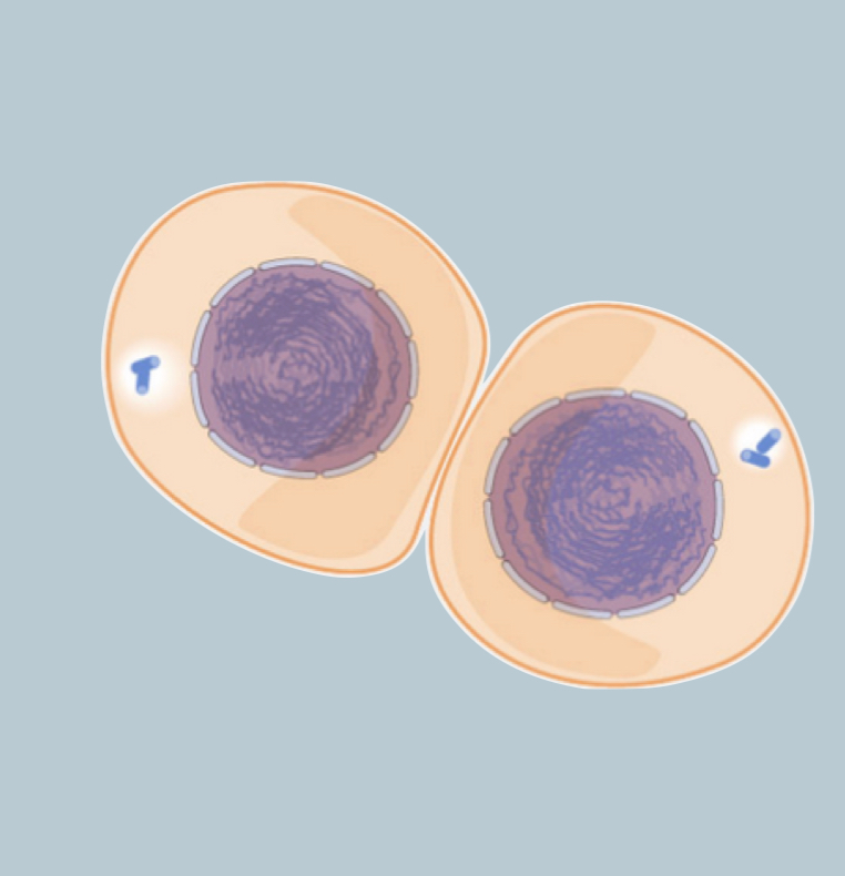 <p>2 daughter cells with 46 chromosomes each </p>