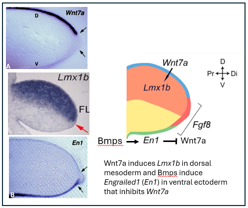<p>Wnt7a specifies D pattern // En1specifies V by inhibiting Wnt7a </p>