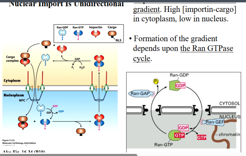 <p><span style="background-color: transparent;"><strong>Why Nuclear Import Is Unidirectional</strong></span></p>