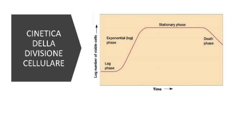 <p>Curva di crescita batterica</p>