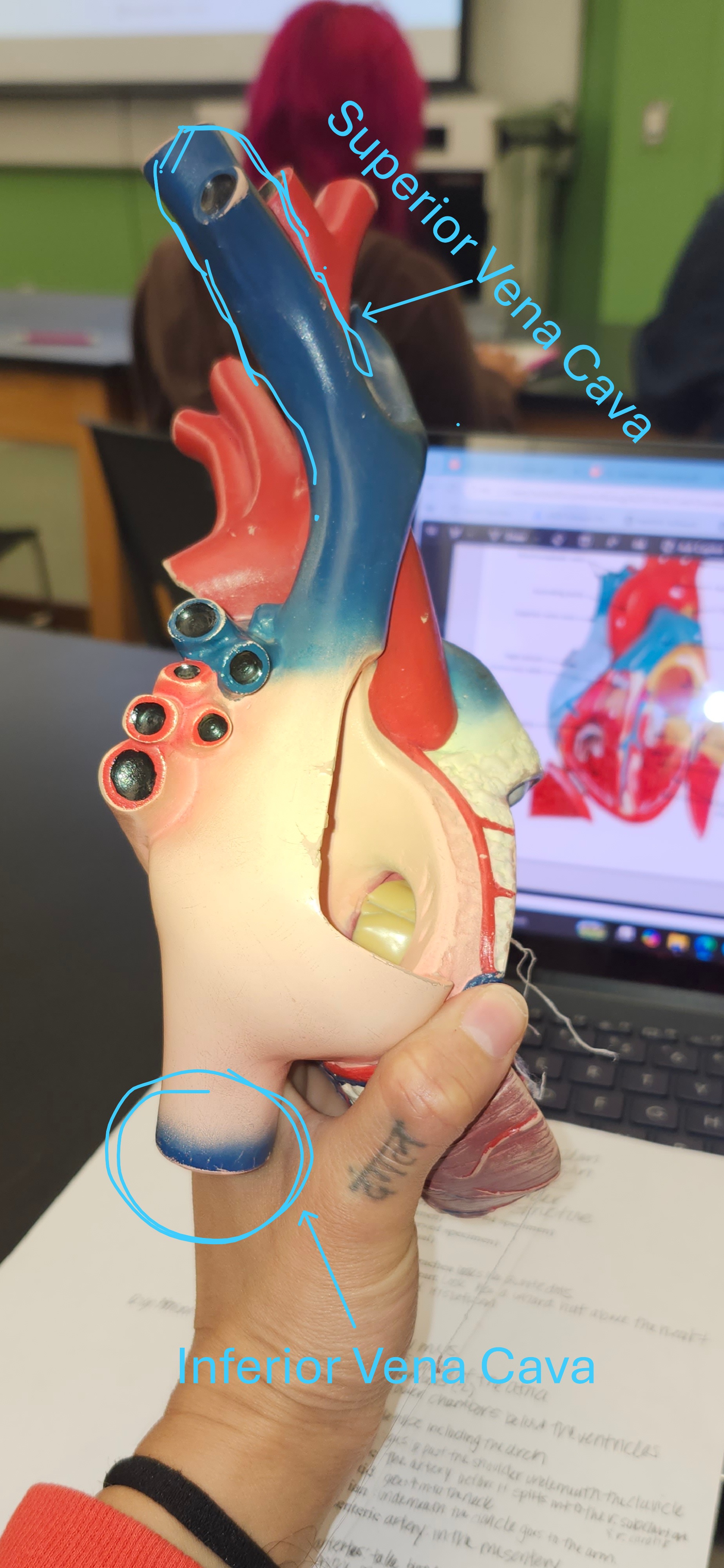 <p>superior/inferior vena cava</p>
