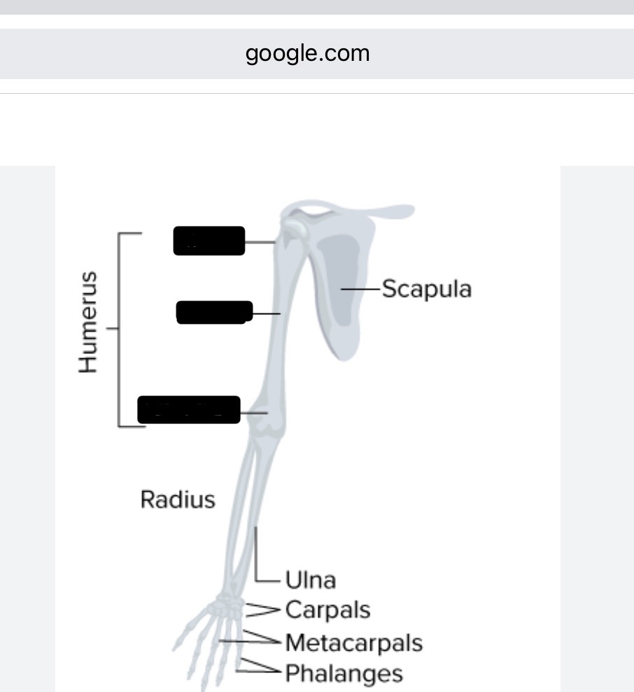 <ol><li><p>long part of upper limb</p></li><li><p>long bone of lower limb that extends from lateral side of elbow toward thumb (top)</p></li><li><p>long bone of lower limb that extends from elbow towards pinky (bottom)</p></li><li><p>wrist</p></li><li><p>palm</p></li><li><p>fingers</p></li></ol><p></p>