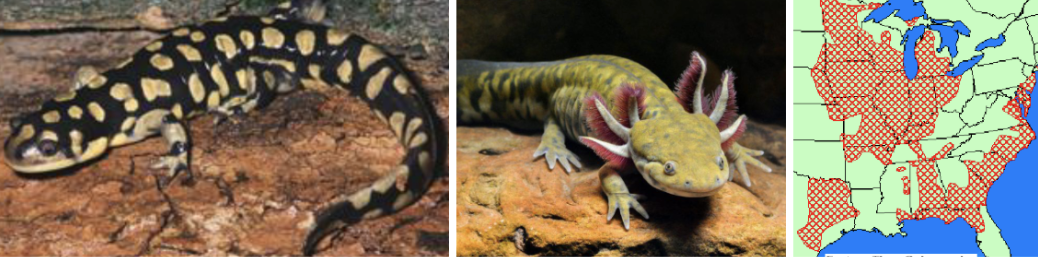 <ul><li><p><span style="background-color: transparent;"><strong>Habitat:</strong> </span>more variable, generally associated with forest, need access to burrows and water</p></li><li><p><span style="background-color: transparent;"><strong>Diet:</strong> </span>worms, snails, insects, slugs, smaller salamanders, small snakes, etc.</p></li><li><p><span style="background-color: transparent;"><strong>Characteristics:</strong> smooth, slimy, stocky, biggest of these salamanders, can retain gills and be aquatic, </span>dark black/gray/brown with larger yellow/olive blotches</p></li></ul><p></p>