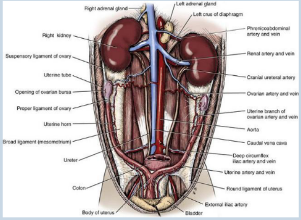 <p>• Organs (x two) found in cranio-dorsal abdomen.</p><p>•<span style="color: purple;"> Right typically more cranial than left, but left is more mobile.</span></p><p>• Retroperitoneal (meaning sitting behind the peritoneum – or dorsal in domestic animals).</p>