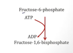 <p>- Phosphofructokinase-1 (uses ATP)</p><p>- Commits glucose to glycolysis</p>