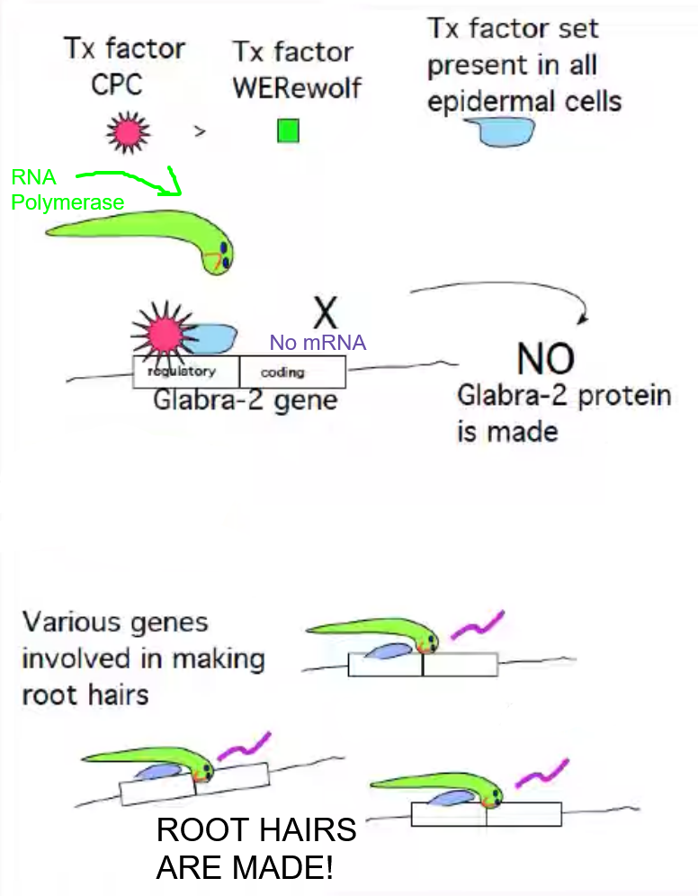 <p>CAPRICE (CPC) PATHWAY = HAIR!</p>