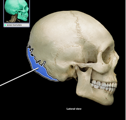 <p>What structure is indicated</p>
