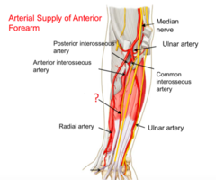 <p>branch of median nerve that passes through pronator teres</p>