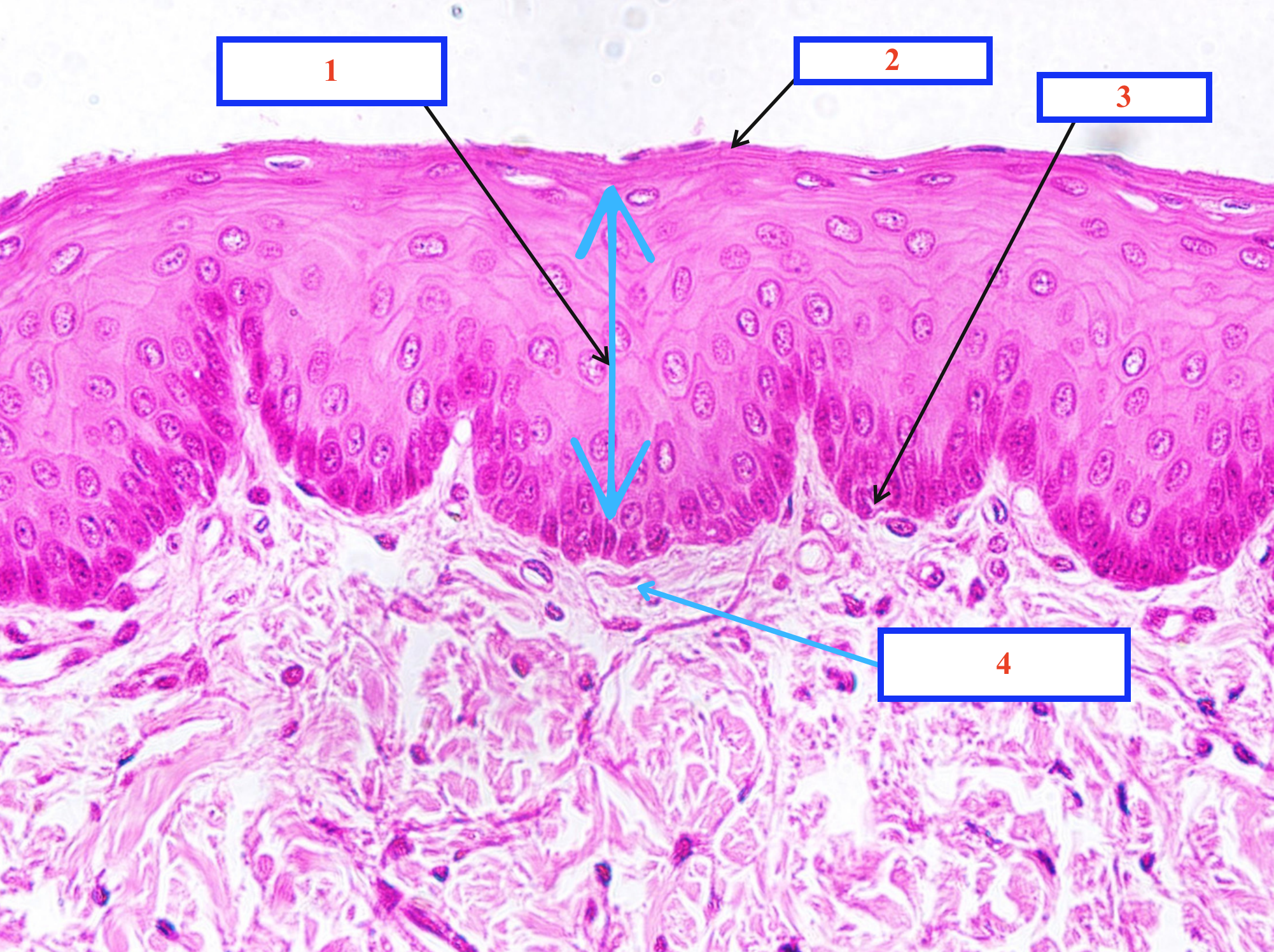 <p>1.2.3. Lớp gì ? - tiêu bản gì ?</p><p>4. Tế bào gì ? </p>