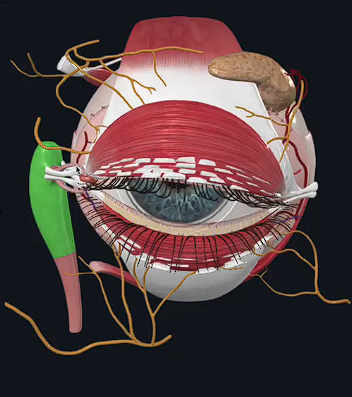 term image