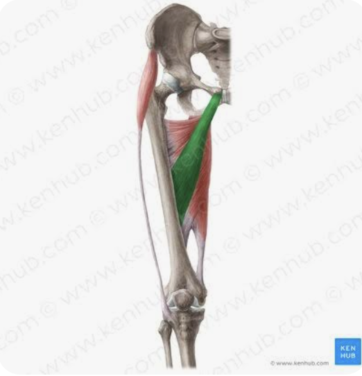 <p>O: Body of the pubic bone</p><p>I: Linea aspera of the femur</p><p>A: Adduction of the thigh; external rotation of the thigh</p><p>N: Obturator nerve</p>
