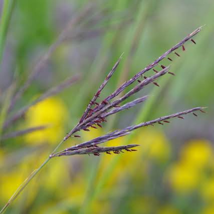 <p>important for tall grass community, <em>needs full sun, most soil</em></p>