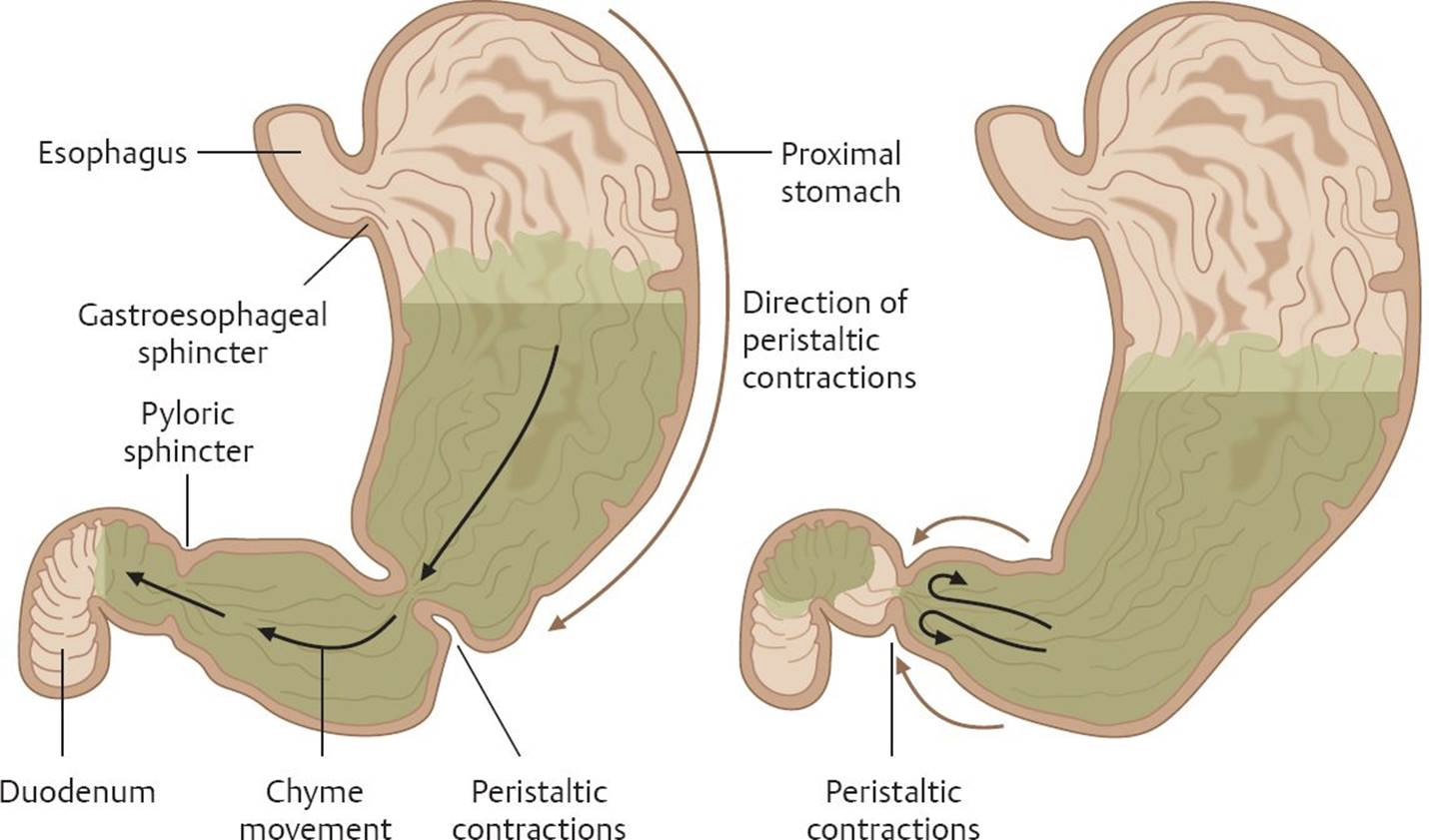 <p><strong>gastric motility</strong></p><p>-antral pump:</p><p>~3 mL of ___</p><p>-overfill of __</p><p>-stomach typically ___</p>