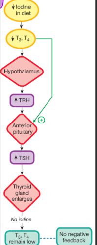 <p>this feedback loop is for __</p>