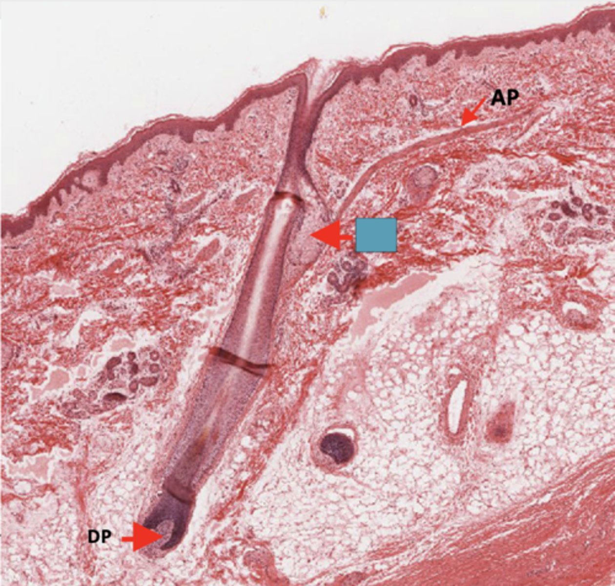 <p>Identify the structure</p>