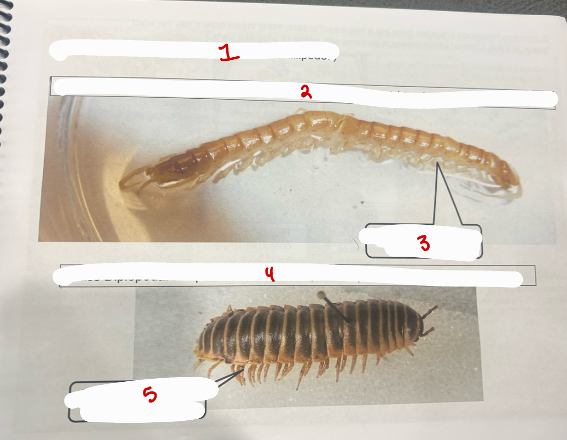 <p>Subphylum Hexapoda</p>