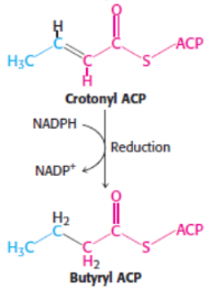 <p>5th step of fatty acid synthesis</p><p>catalysed by <span style="background-color: transparent;"><strong>enoyl ACP reductase</strong></span></p>
