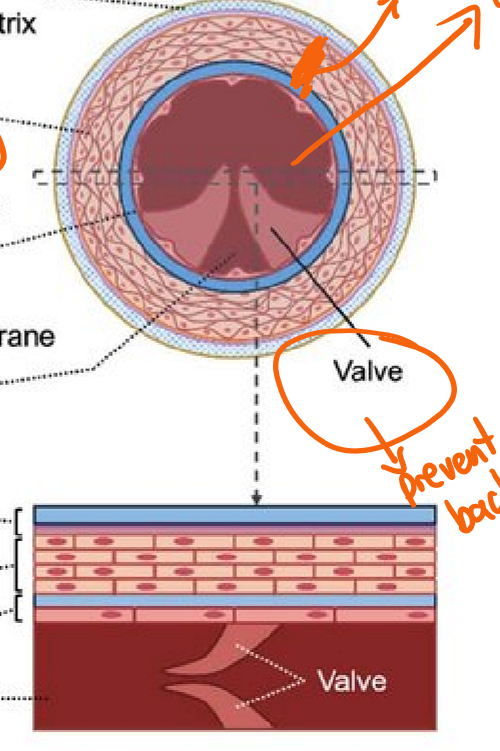 <p>Structure: Thin walls, larger lumen, valves present.</p><p>Function: Carry blood TO the heart under LOW pressure</p>