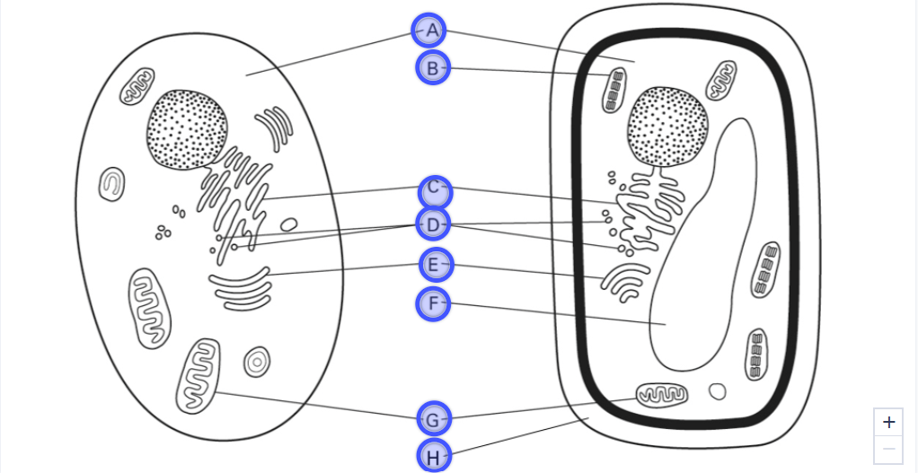 <p>H. A rigid structure that surrounds the cell membrane and provides support to the cell</p>