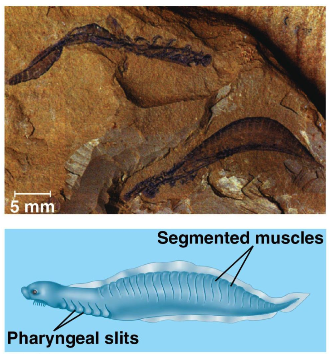 <p><em>Haikouella</em></p>