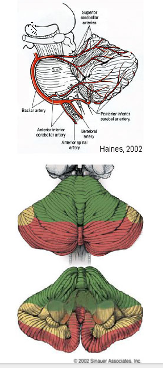 <p>Superior Cerebellar Artery </p><p></p><ul><li><p>Rostral half of hemisphere and vermis; </p></li><li><p>deep cerebellar nuclei; </p></li><li><p>superior and rostral middle cerebellar peduncle; </p></li><li><p>lateral tegmentum of rostral pons </p></li></ul><div data-type="horizontalRule"><hr></div><p></p><p></p><p>Anterior Inferior Cerebellar Artery </p><ul><li><p>Anterolateral part of caudal cerebellum (including flocculus); </p></li><li><p>caudal middle cerebellar peduncle; </p></li><li><p>lateral tegmentum of caudal pons </p></li></ul><div data-type="horizontalRule"><hr></div><p></p><p></p><p>Posterior Inferior Cerebellar Artery </p><ul><li><p>Caudal cerebellum (hemisphere, inferior vermis, tonsil and nodulus); </p></li><li><p>choroid plexus of 4th ventricle; </p></li><li><p>inferior cerebellar peduncle; dorsal lateral medulla (rostral part)</p></li></ul><p></p>