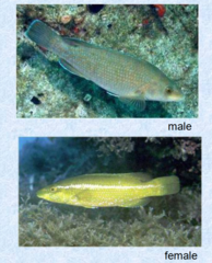 <p>Green wrasse</p>