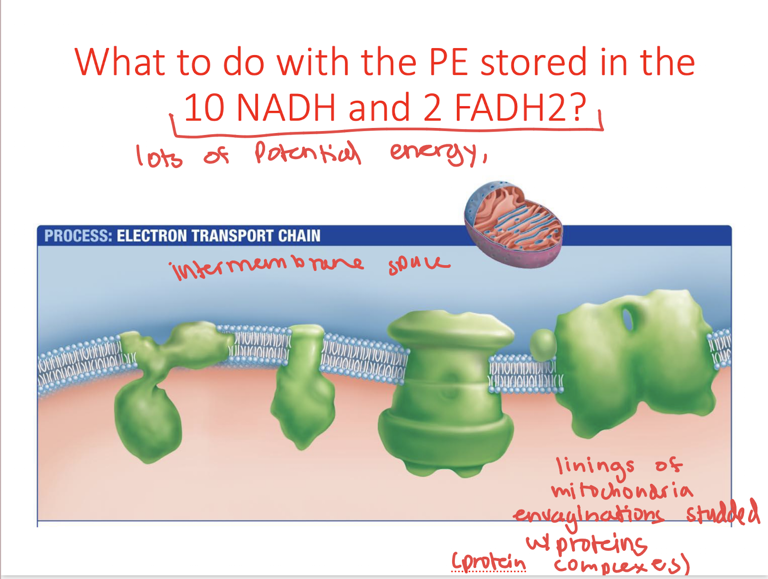 <ul><li><p>Inner mitochondria cirstate studded with protein complexes</p></li><li><p>Cytoplasm in inter-membrane space </p></li><li><p>Electron Transport Chain!!</p></li></ul><p></p>