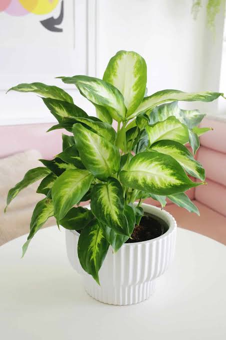 <p>Dumb cane</p>