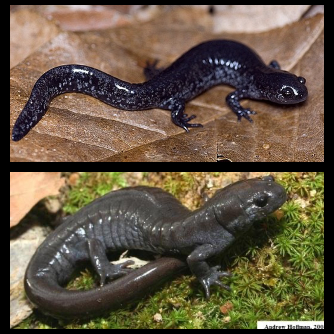 <p>Smallmouth Salamander</p>