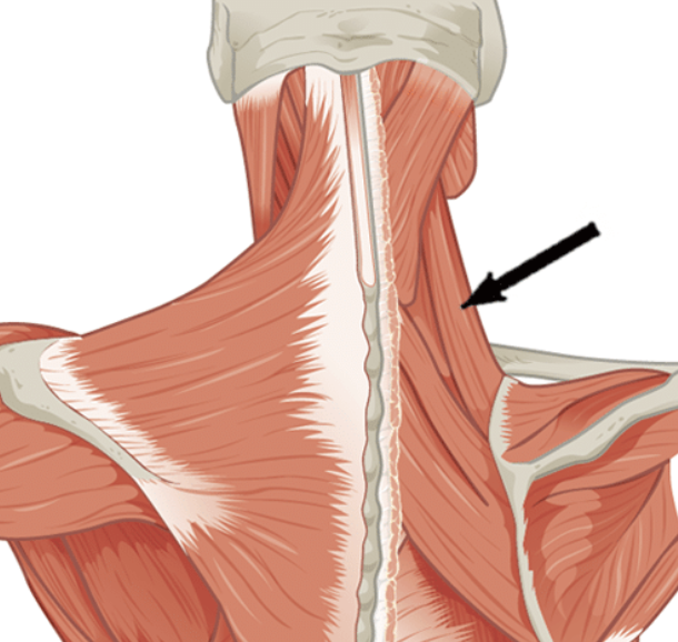 <p>name the muscle </p>