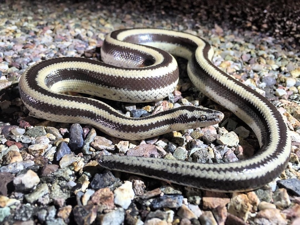 <p>Alethinophidia, Boidae<br>Lichanura trivirgata<br>Rosy Boa</p>