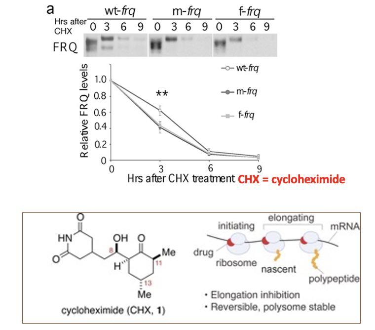 <p><span>stable compared to wildtype</span></p><ul><li><p><span><strong>CHX = cycloheximide</strong></span></p></li></ul><p></p>