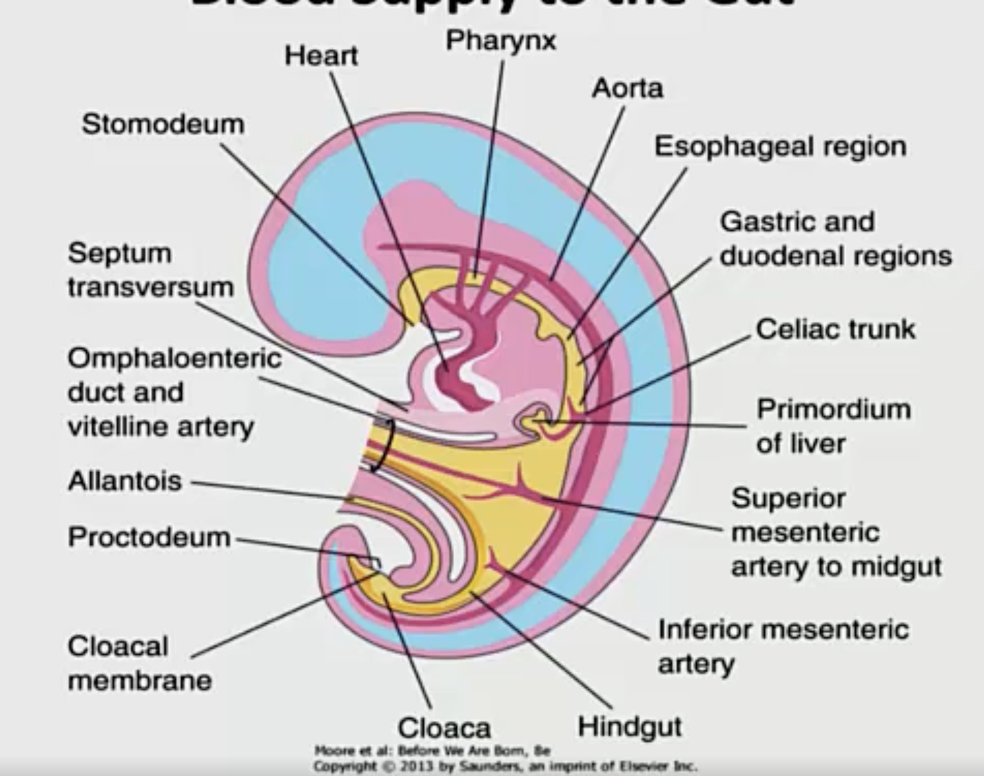 <p>It stays retroperitoneal (behind the peritoneum). However, the blood vessels that supply the different parts of the gut grow between the two parts of the mesentary (becoming intraperitoneal).</p>