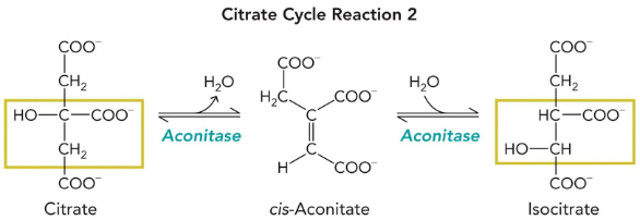 <p>aconitase</p>