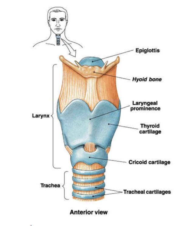 <p>Larynx - voice box </p>