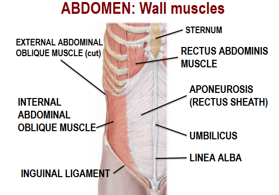 <p>Sternum, External Abdominal Oblique Muscle (cut), Internal Abdominal Oblique Muscle, Inguinal Ligament, Rectus Abdominis Muscle, Aponeurosis (Rectus Sheath), Umbilicus, Linea Alba</p>