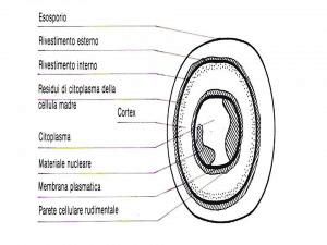 <p>Le Spore</p><p>Ultrastruttura della Spora</p>