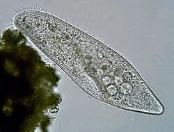 <p>Alveolata - Eukaryote</p>