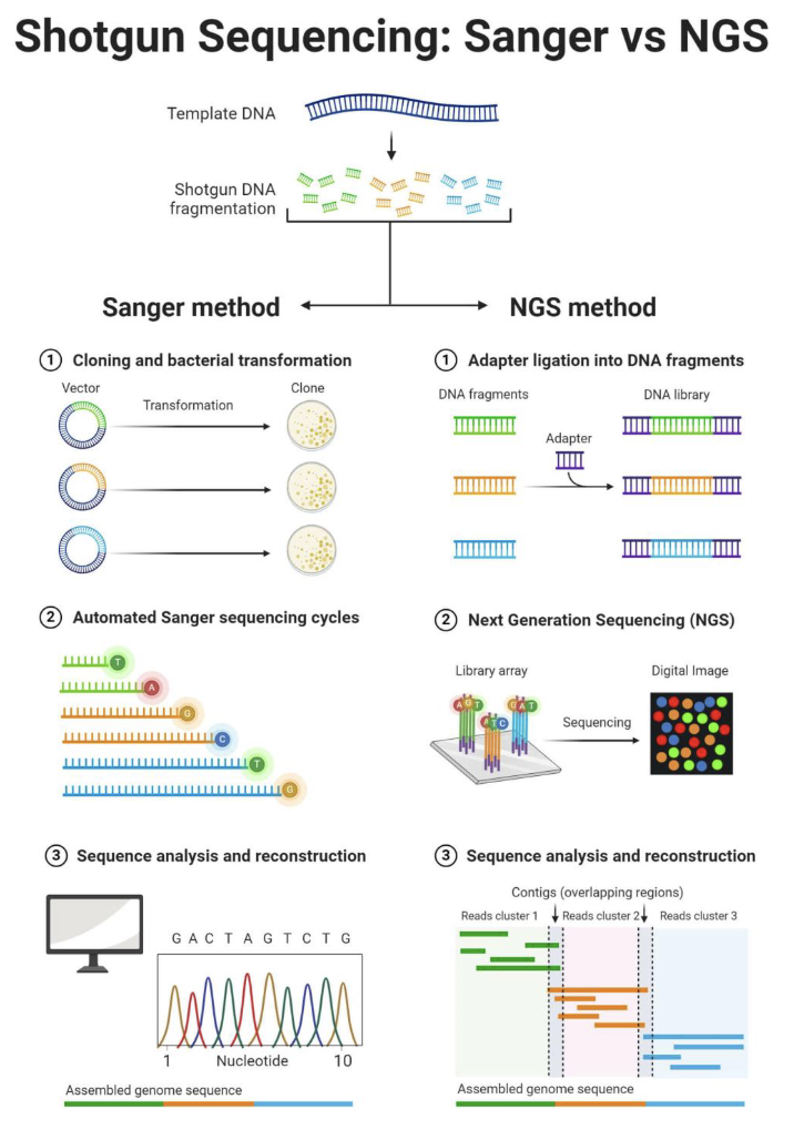 <ul><li><p>Shotgun sequencing breaks the genome into many random DNA fragments.</p></li><li><p><strong>Sanger method: </strong>fragments are cloned into bacteria and sequenced <u>one at a time</u> using ddNTPs.</p><ul><li><p>Benefit: Produces long, accurate reads in the correct order, so you don’t need to computationally assemble short fragments like in NGS.</p></li></ul></li><li><p><strong>NGS method:</strong> adaptors are added and millions of fragments are <u>sequenced simultaneously</u> on a sequencing chip.</p></li><li><p>In both methods, computers assemble overlapping sequences to reconstruct the genome.</p></li></ul><p></p>