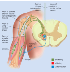 <p>A mechanism in which a motor neuron activates an inhibitory interneuron that inhibits the same motor neuron.</p>