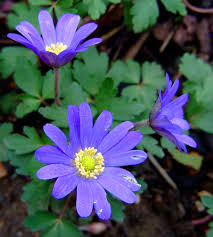 <p><strong>(<em>Anemone blanda</em>)</strong> – Low spring flower with daisy-like blooms. Gardens. <strong>Autotroph; tuberous.</strong><br><strong>Uses:</strong> Ornamental.</p>