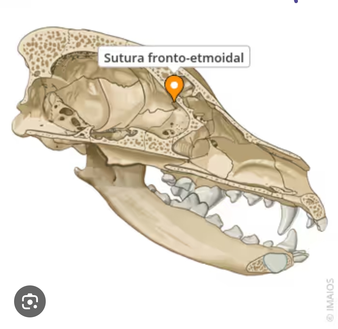 <p>sutura fronto-etmoidal</p>