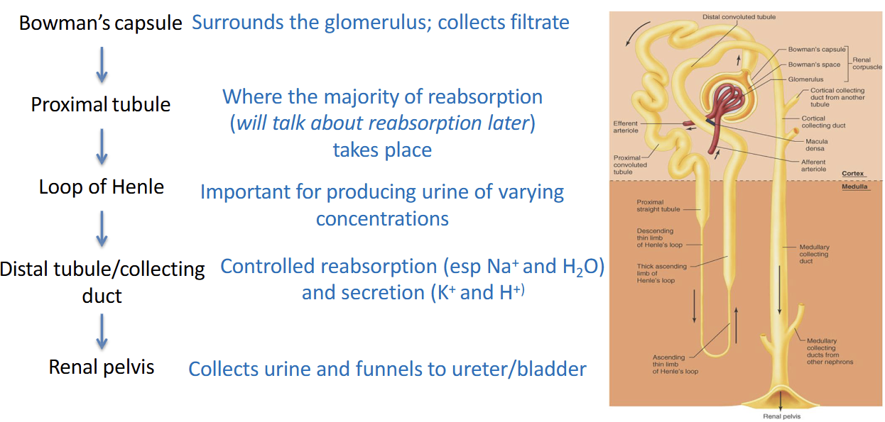 <ul><li><p><strong>Bowman's capsule:</strong> Collects the filtrate from the glomerulus.</p></li><li><p><strong>Proximal tubule:</strong> Site of most reabsorption of water, Na⁺, and nutrients.</p></li><li><p><strong>Loop of Henle:</strong> Creates urine concentration gradients.</p></li><li><p><strong>Distal tubule:</strong> Fine-tunes ion reabsorption (water and sodium) and secretion (potassium and hydrogen).</p></li><li><p><strong>Collecting duct:</strong> Final regulation of water balance and urine concentration</p></li><li><p><strong>Renal pelvis: </strong>Collects urine and funnels it to the bladder</p></li></ul><p></p>