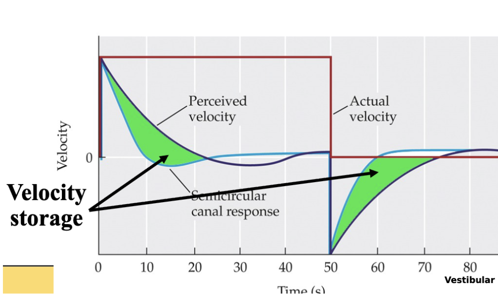 <ul><li><p><span style="background-color: transparent;">Perceived velocity “dips” later and is on a lag in relation to the vestibular system</span></p></li><li><p><span style="background-color: transparent;">Your perception of movement lags behind the SSC movement&nbsp;</span></p></li><li><p><span style="background-color: transparent;">Think youre still moving but SSC is at rest&nbsp;</span></p></li><li><p><span style="background-color: transparent;">Stored information about your velocity</span></p></li></ul><p></p>