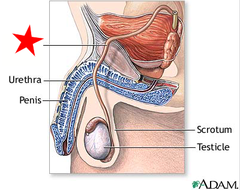 <p>extends from the epididymis to the urethra; propels sperm into the urethra by peristalsis during ejaculation.</p><p>Passes over the bladder</p>