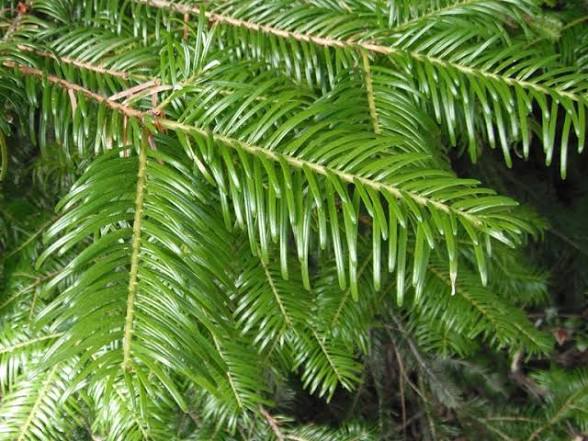<p><em>Abies grandis</em></p>