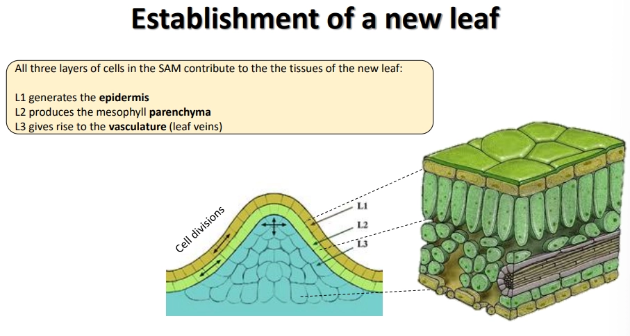 <ul><li><p>the inner meristem dome of the SAM can be separated into <strong>three </strong>layers of meristem cells</p></li><li><p>to produce leaves, the <strong>1st </strong>layer generates the <strong>epidermis</strong>, the <strong>2nd </strong>produces the <strong>mesophyll parenchyma</strong>, and the <strong>3rd </strong>produces the <strong>vascular tissue</strong></p></li><li><p>the <strong>petiole</strong> contains the <strong>midrib</strong>/vein, and the flat layer of cells is the <strong>blade</strong>- leaf shape is genetically determined and defined by serrations, lobes and leaflets (<strong>compound </strong>leaves)</p></li><li><p>the <strong>adaxial </strong>(<strong>upper</strong>) side is optimised for light capture and the reduction of water loss, while the <strong>abaxial </strong>(<strong>lower</strong>) side is optimised for gas exchange- the polarity of leaf primordia is established early, defined by which side is <strong>closer </strong>to the <strong>SAM</strong></p></li><li><p>once the leaf cells have stopped dividing, they normally continue to replicate their DNA, because <strong>polyploidy </strong>supports more active metabolism</p></li></ul><p></p>