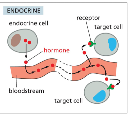 <p>throughout the whole body through secretion in the bloodstream</p>